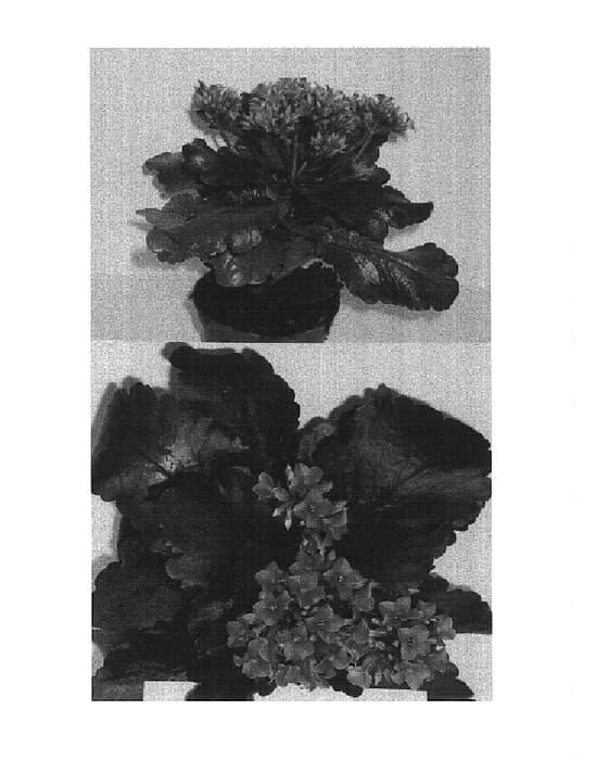 Figure 1 of US plant patent PP14962, the photograph of Jazz printed in the patent.