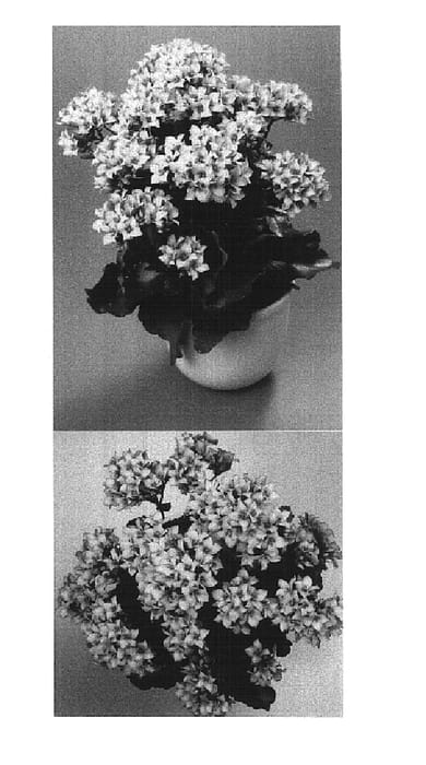 Figure 1 of US plant patent PP14963, the photograph of Helene printed in the patent.