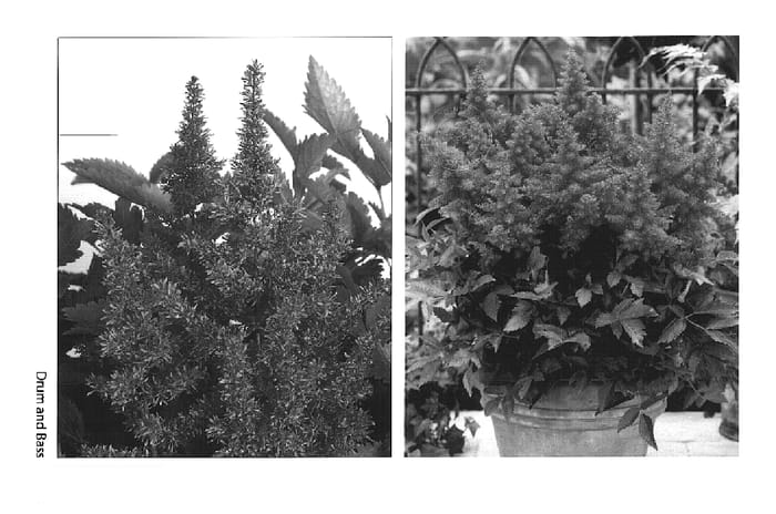 Figure 1 of US plant patent PP14964, the photograph of Drum and Bass printed in the patent.