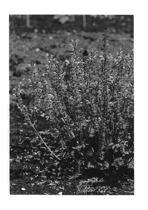 Figure 1 of US plant patent PP14965, the photograph of Pink Delight printed in the patent.