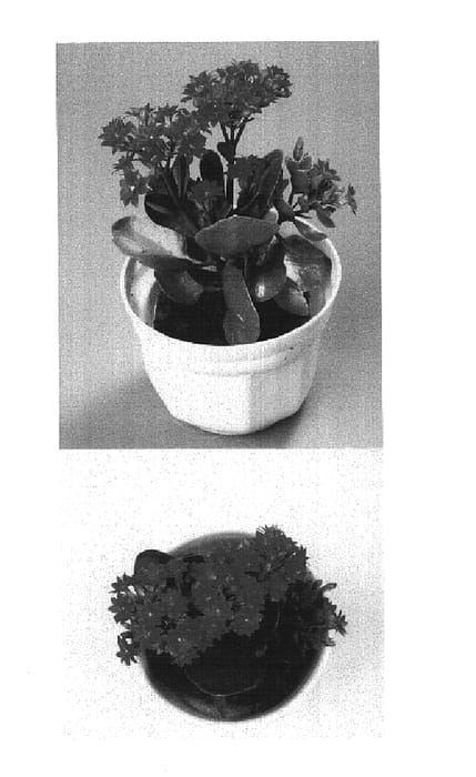 Figure 1 of US plant patent PP14966, the photograph of 2002-0516 printed in the patent.