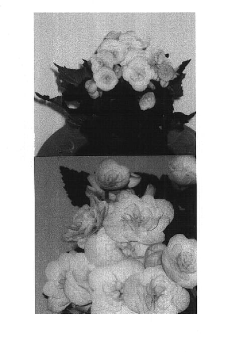 Figure 1 of US plant patent PP14967, the photograph of Kaya printed in the patent.