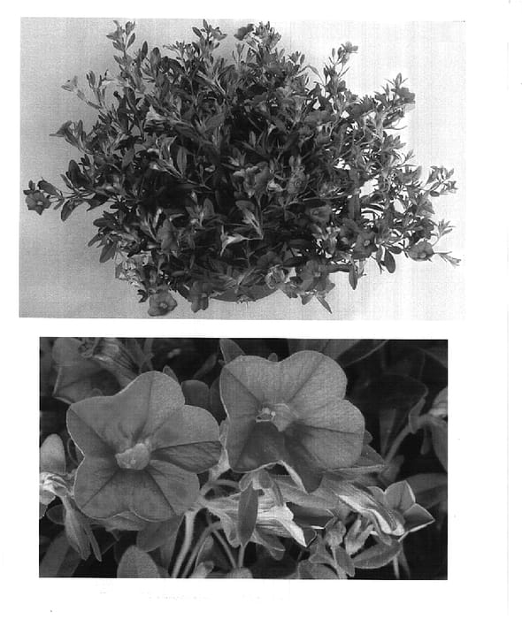 Figure 1 of US plant patent PP14968, the photograph of USCALI11 printed in the patent.