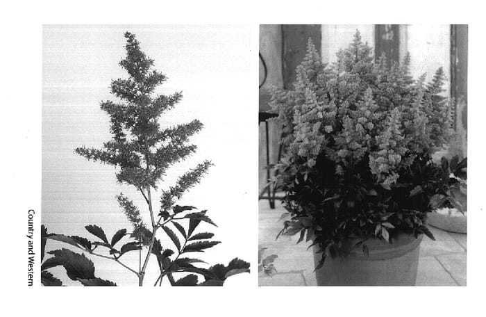 Figure 1 of US plant patent PP14969, the photograph of Country and Western printed in the patent.