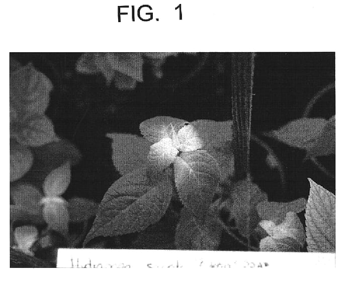 Figure 1 of US plant patent PP14970, the photograph of Okan printed in the patent.