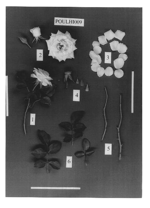 Figure 1 of US plant patent PP14971, the photograph of POULhi009 printed in the patent.
