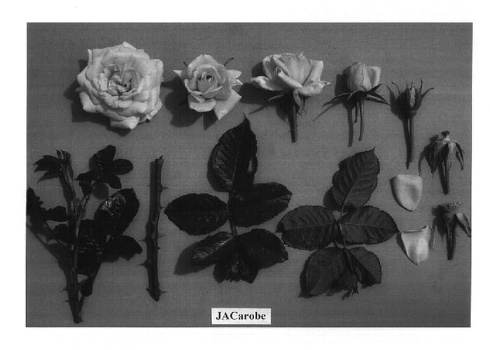 Figure 1 of US plant patent PP14972, the photograph of JACarobe printed in the patent.