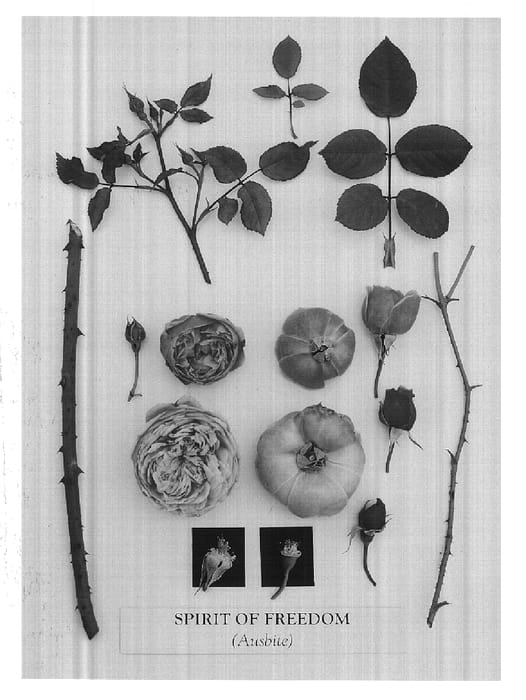 Figure 1 of US plant patent PP14973, the photograph of AUSbite printed in the patent.