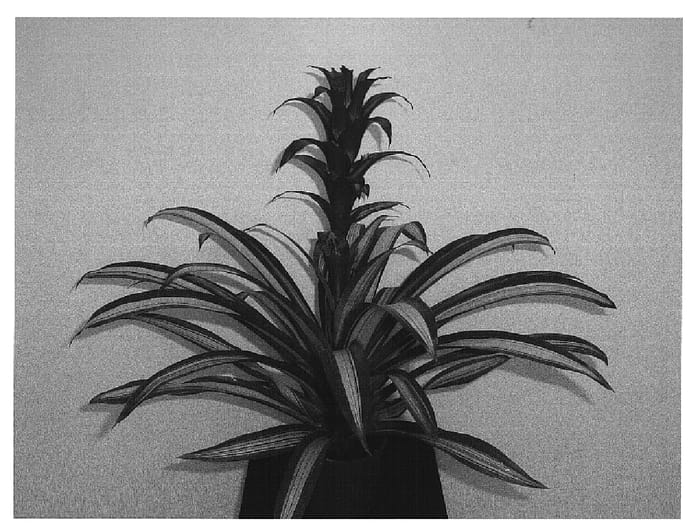 Figure 1 of US plant patent PP14974, the photograph of Georgia printed in the patent.