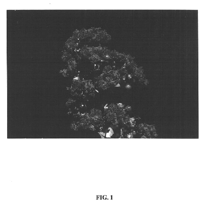Figure 1 of US plant patent PP14975, the photograph of Whit VII printed in the patent.