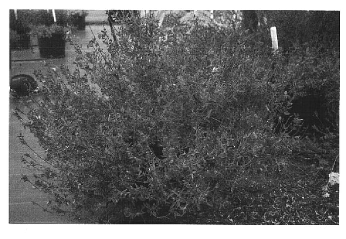 Figure 1 of US plant patent PP14976, the photograph of RFD-S016 printed in the patent.