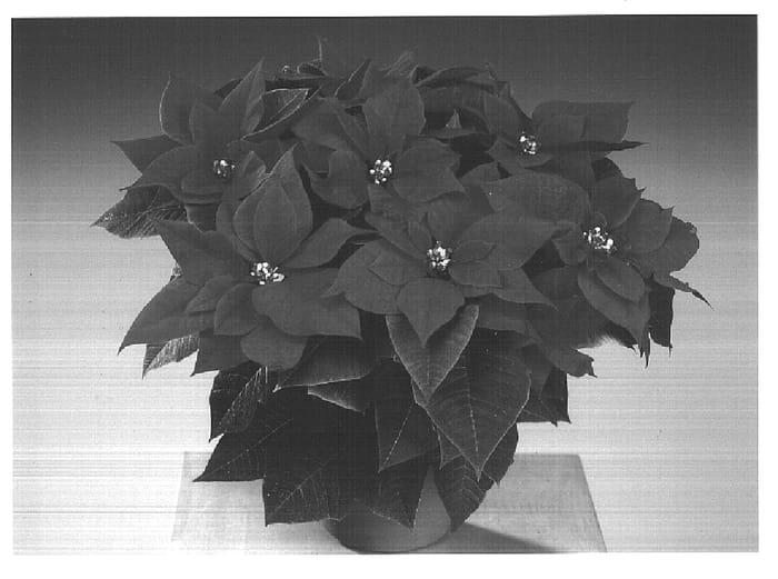 Figure 1 of US plant patent PP14977, the photograph of Fismars printed in the patent.