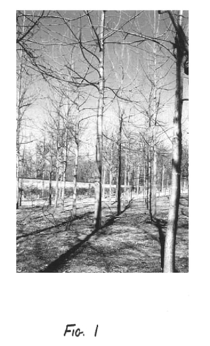 Figure 1 of US plant patent PP14978, the photograph of Beineke 6 printed in the patent.