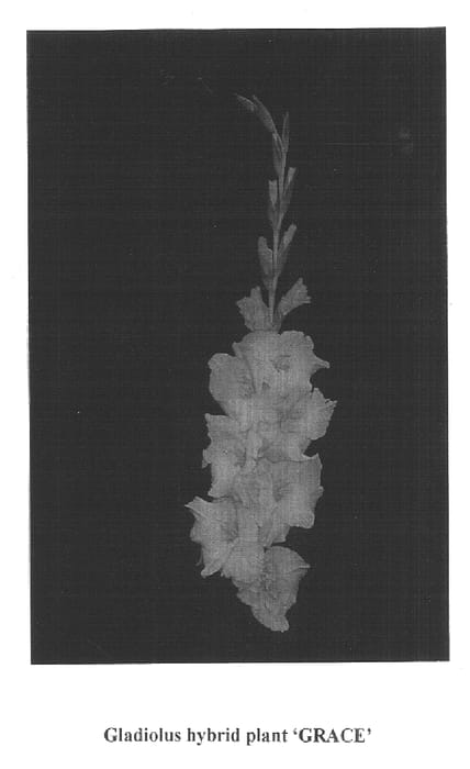 Figure 1 of US plant patent PP14979, the photograph of Grace printed in the patent.