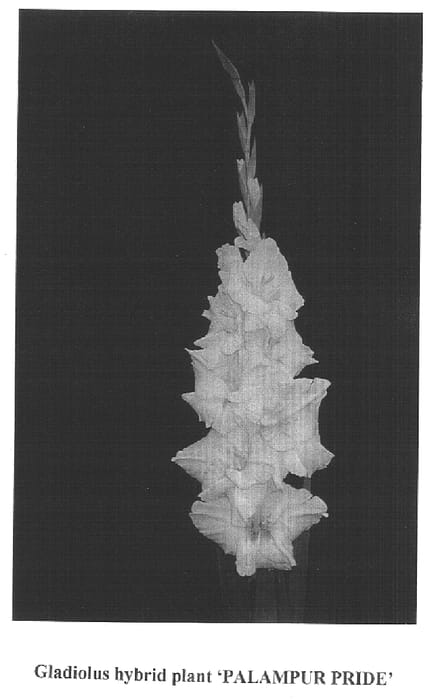 Figure 1 of US plant patent PP14980, the photograph of Palampur Pride printed in the patent.