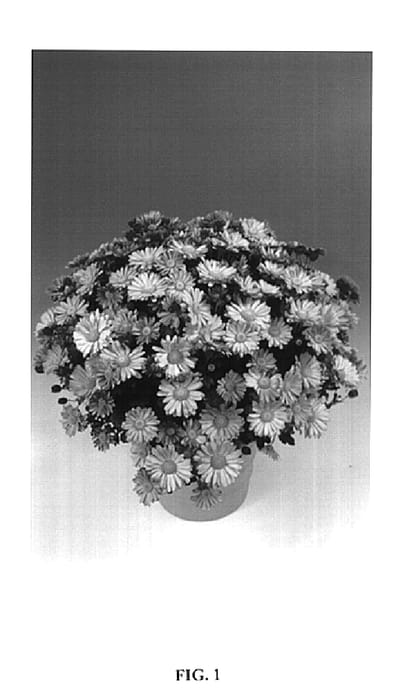 Figure 1 of US plant patent PP14981, the photograph of Ceecho printed in the patent.