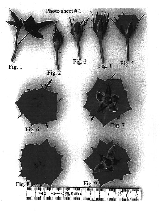 Figure 1 of US plant patent PP14982, the photograph of KORoragut printed in the patent.