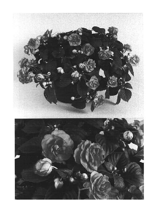 Figure 1 of US plant patent PP14983, the photograph of Boddblpchfr printed in the patent.
