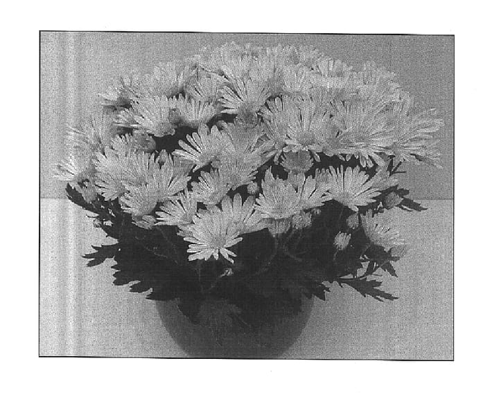 Figure 1 of US plant patent PP14984, the photograph of Mega Time Peach printed in the patent.