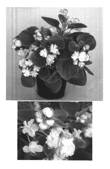 Figure 1 of US plant patent PP14985, the photograph of Gum Drop Cherry Blossom printed in the patent.