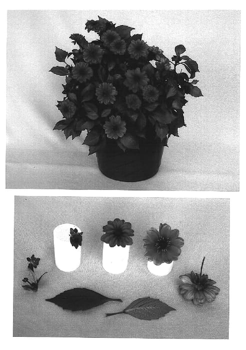 Figure 1 of US plant patent PP14986, the photograph of Kiedahbrov printed in the patent.