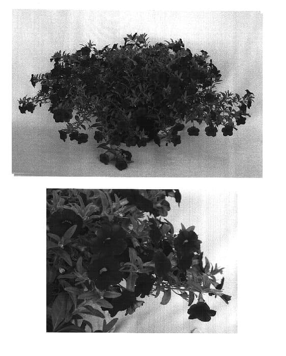 Figure 1 of US plant patent PP14987, the photograph of Kiecared printed in the patent.