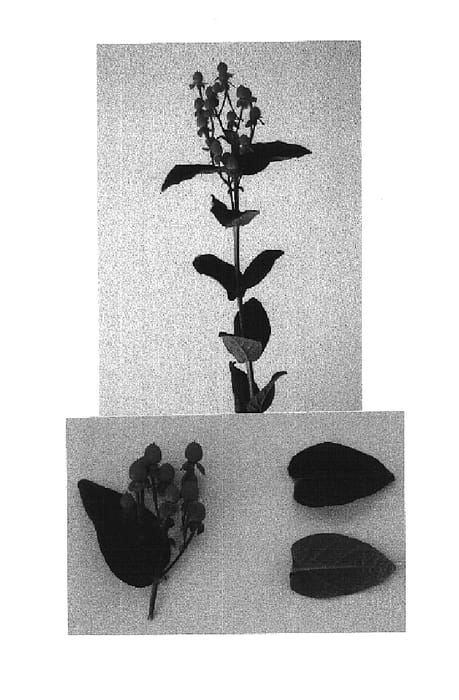 Figure 1 of US plant patent PP14988, the photograph of Portete printed in the patent.