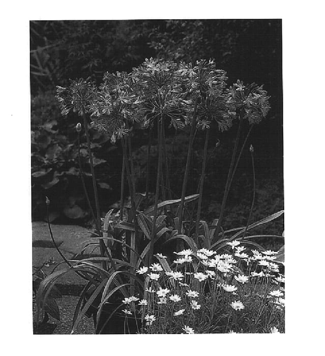 Figure 1 of US plant patent PP14989, the photograph of Blue Heaven printed in the patent.