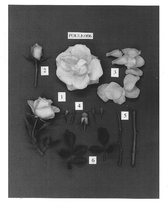 Figure 1 of US plant patent PP14990, the photograph of POULhi006 printed in the patent.
