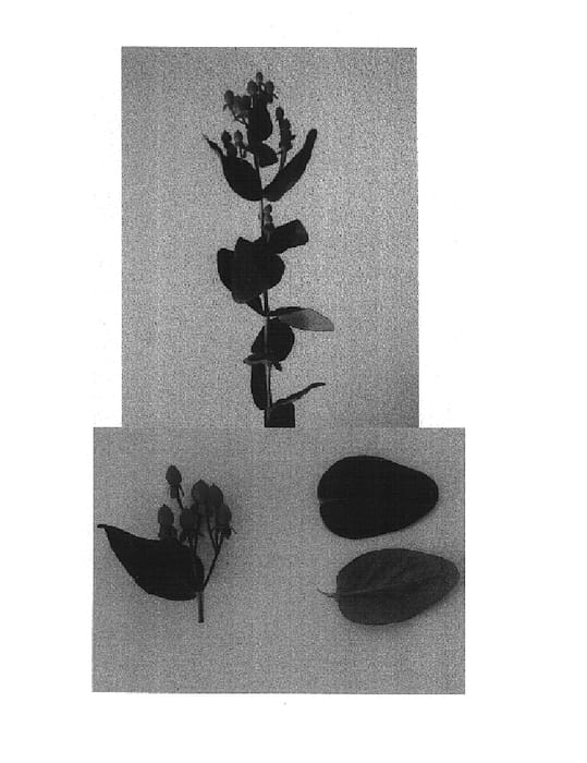 Figure 1 of US plant patent PP14991, the photograph of Esmmayor printed in the patent.