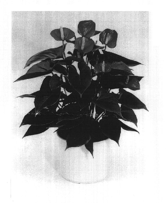 Figure 1 of US plant patent PP14992, the photograph of Anthbnem printed in the patent.