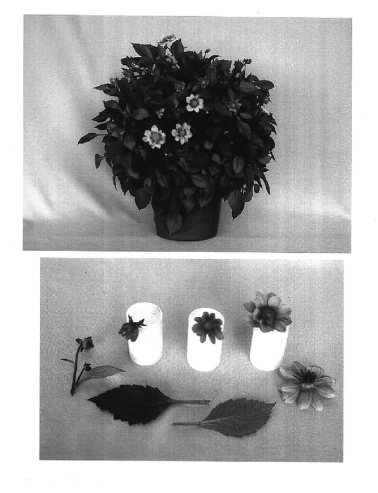 Figure 1 of US plant patent PP14993, the photograph of Bronze Amazon printed in the patent.