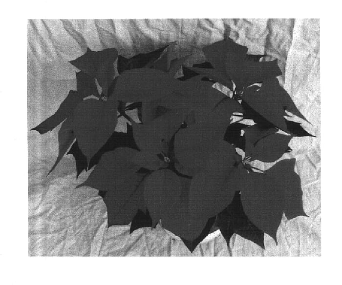Figure 1 of US plant patent PP14994, the photograph of Gala Red printed in the patent.