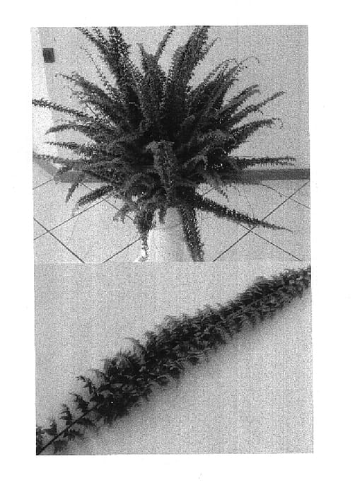 Figure 1 of US plant patent PP14995, the photograph of Nr.21 printed in the patent.