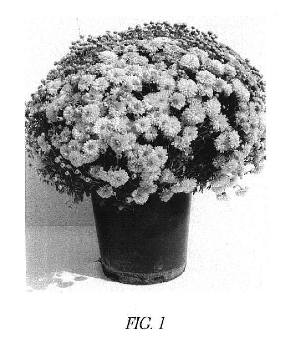 Figure 1 of US plant patent PP14996, the photograph of Gedi Two Kis printed in the patent.