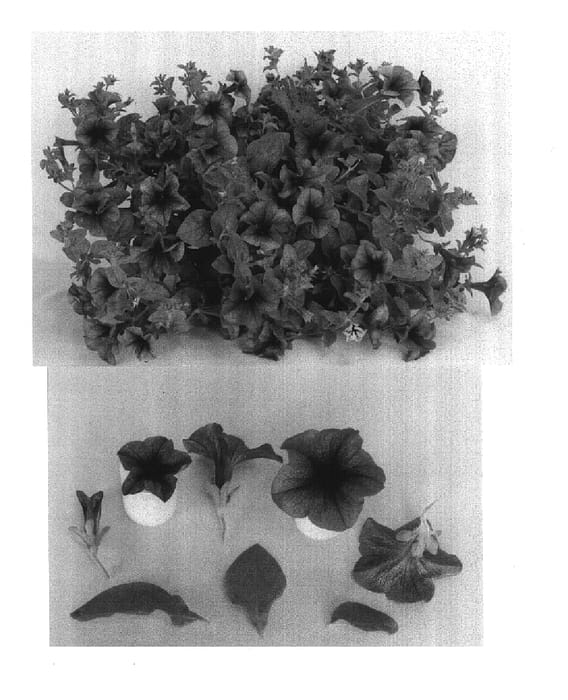 Figure 1 of US plant patent PP14997, the photograph of Bodtruplmice printed in the patent.
