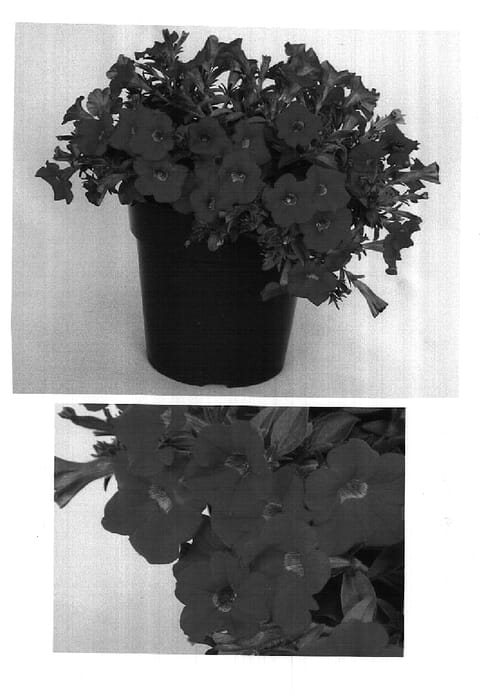 Figure 1 of US plant patent PP14998, the photograph of Red MP101 printed in the patent.