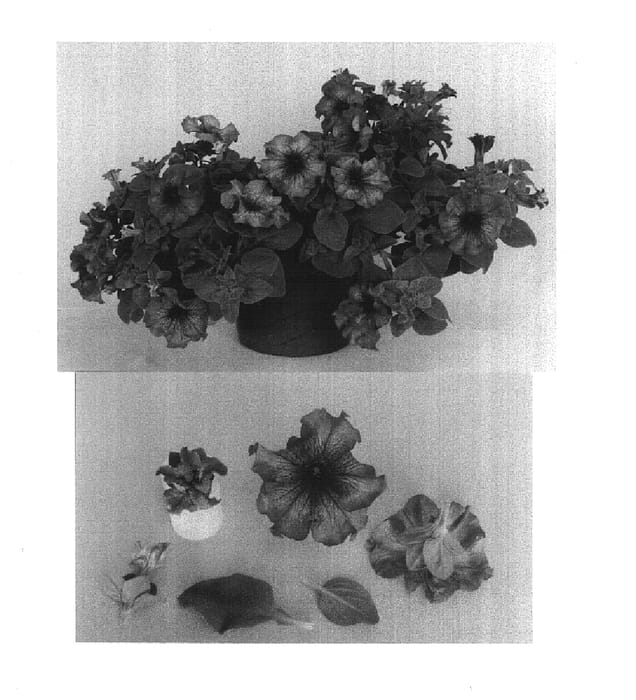 Figure 1 of US plant patent PP14999, the photograph of Bodtrubluice printed in the patent.