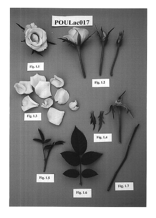 Figure 1 of US plant patent PP15000, the photograph of POULac017 printed in the patent.