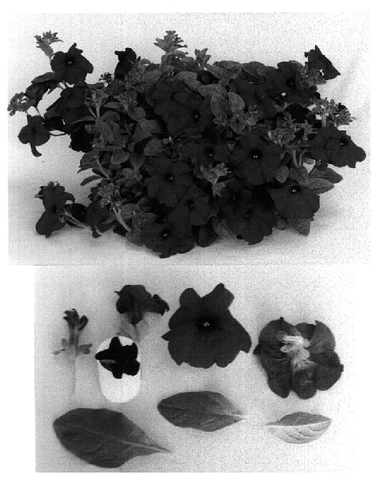 Figure 1 of US plant patent PP15001, the photograph of Bodtrubur printed in the patent.