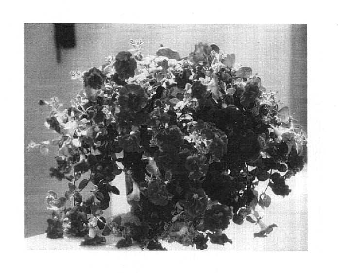 Figure 1 of US plant patent PP15002, the photograph of Balrufimpu printed in the patent.