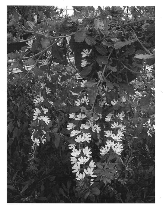 Figure 1 of US plant patent PP15003, the photograph of Scawihatis printed in the patent.