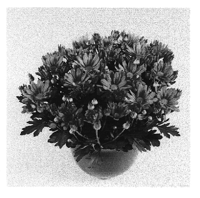 Figure 1 of US plant patent PP15004, the photograph of Mega Time Rose printed in the patent.