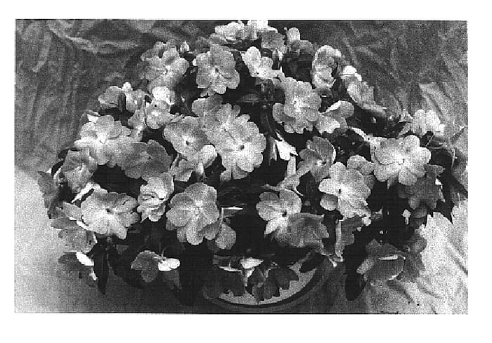 Figure 1 of US plant patent PP15005, the photograph of Applause Light Lavender printed in the patent.