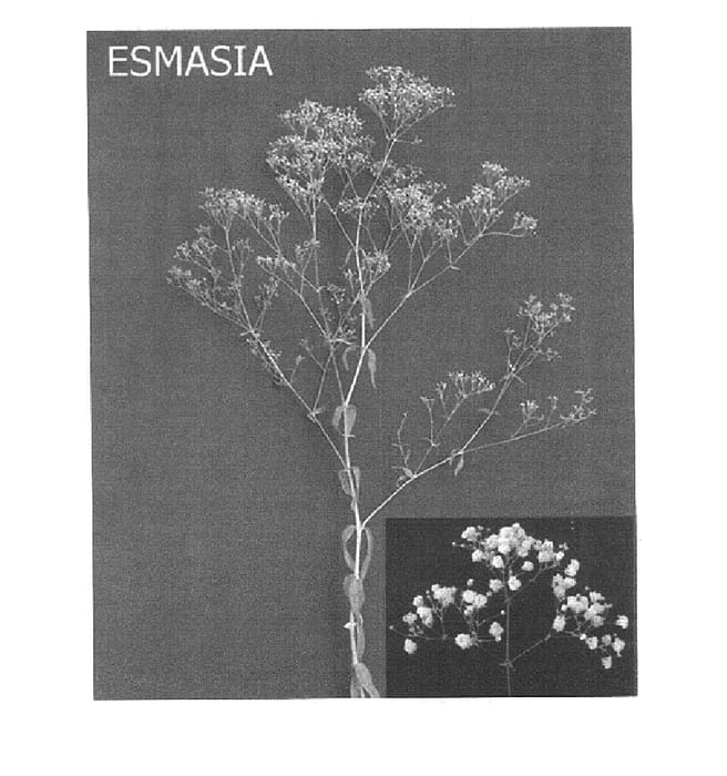 Figure 1 of US plant patent PP15006, the photograph of Esmasia printed in the patent.