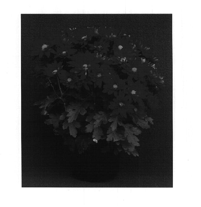 Figure 1 of US plant patent PP15007, the photograph of Red Yoauburn printed in the patent.