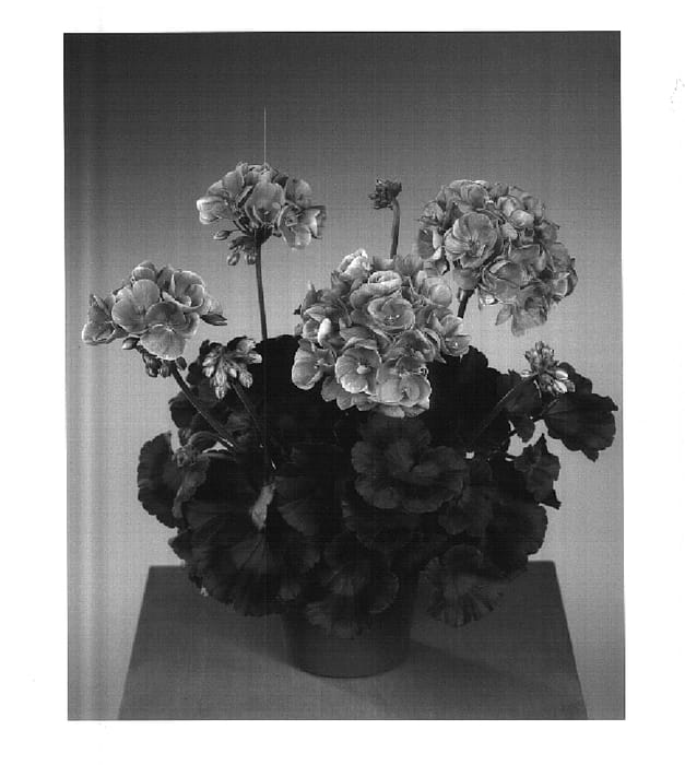 Figure 1 of US plant patent PP15008, the photograph of Fisromon printed in the patent.