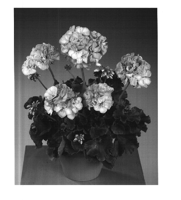 Figure 1 of US plant patent PP15009, the photograph of Fisaqua printed in the patent.