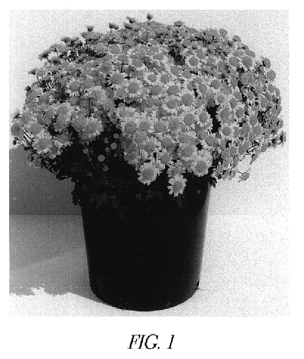 Figure 1 of US plant patent PP15010, the photograph of Gedi Two Ylbur printed in the patent.