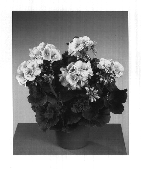 Figure 1 of US plant patent PP15011, the photograph of Fisvita printed in the patent.